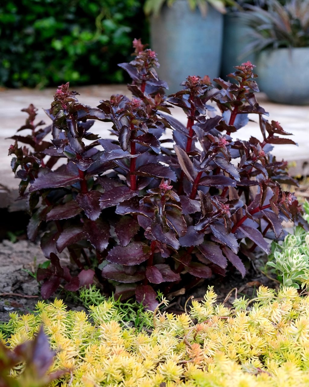 Šilokas su tamsiais lapais, Black Knight