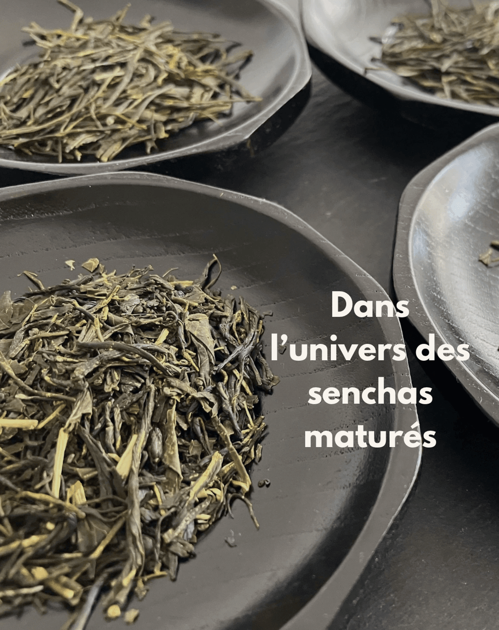 Feuilles de sencha maturées