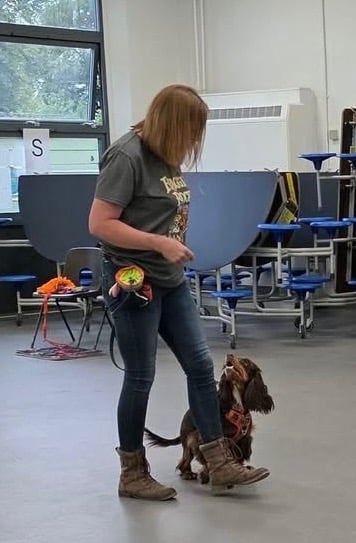 Positive dog training session indoors, showing trainer working on loose-lead walking and engagement with a young spaniel.