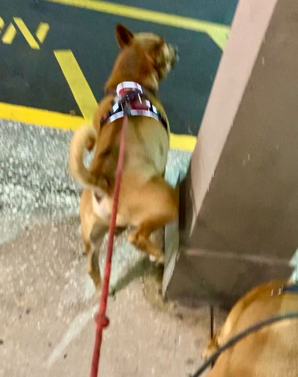 A small brown dog wearing a harness lifts its leg to pee on a concrete pillar by parking lot