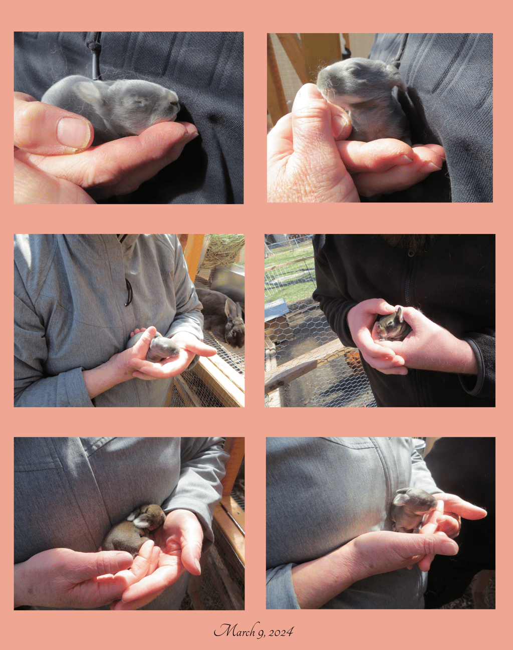 Pictures of Sunny and Parsley's First Litter