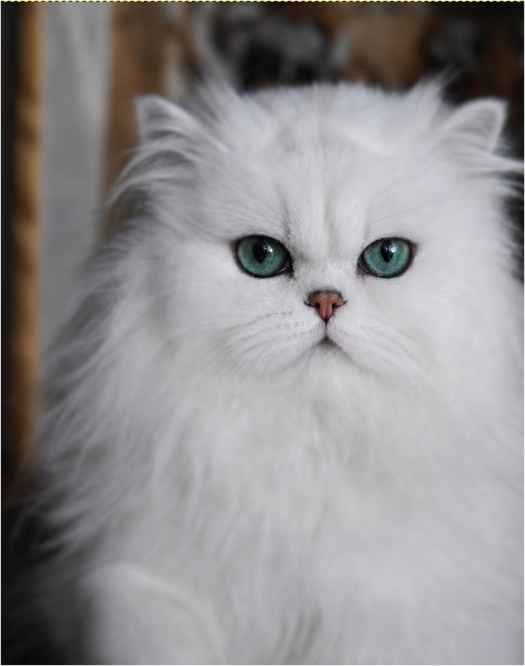 InSigns Royal Dashoun (Kelevra Prince x Kelevra Princess)