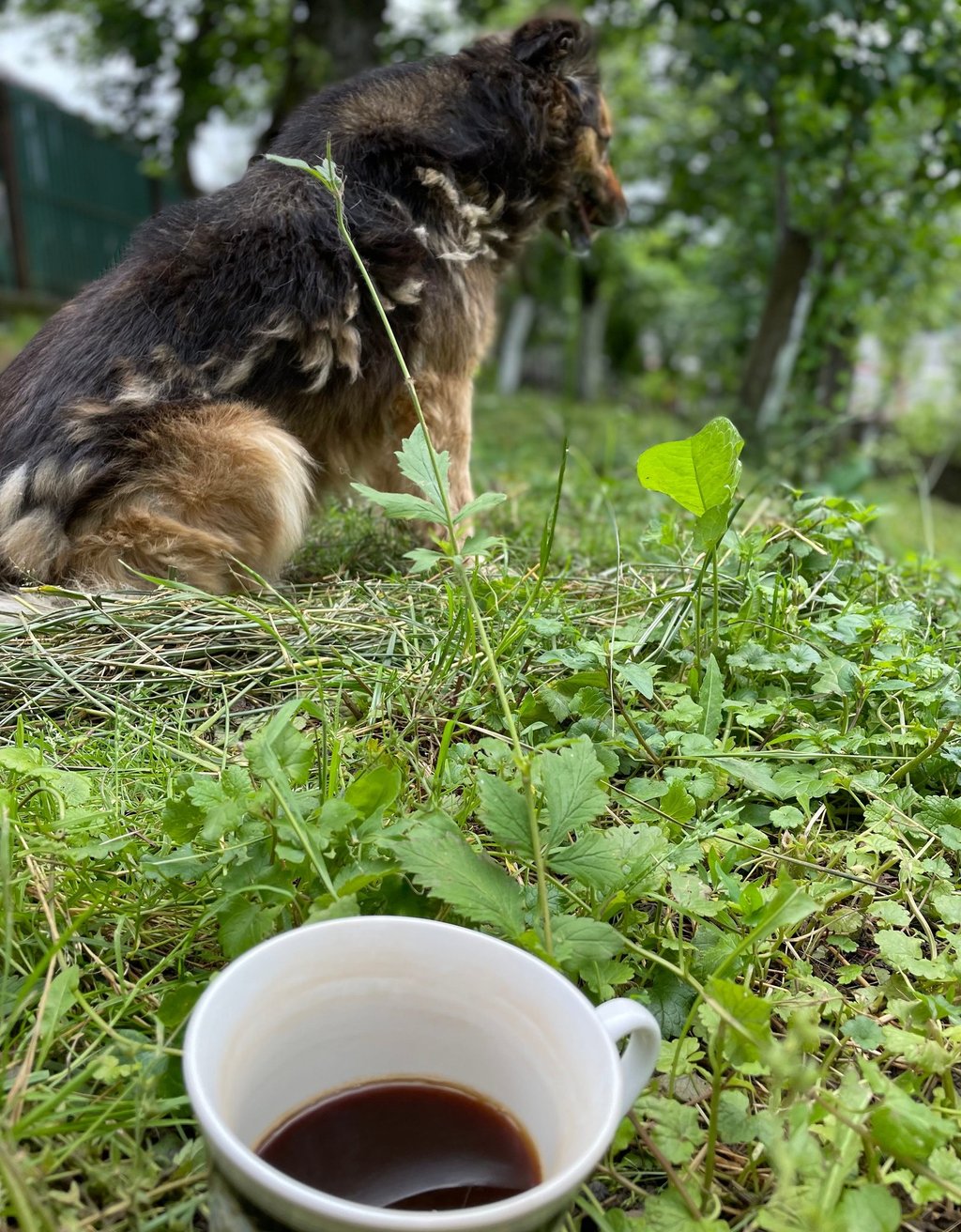 a dog sitting on the grass next to a cup of coffee