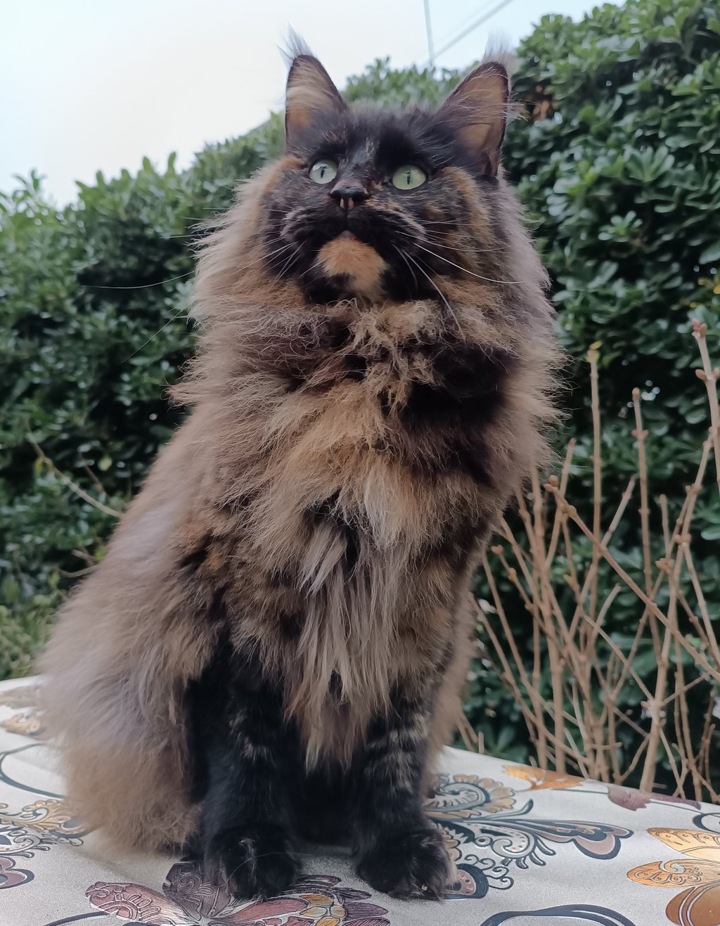 A long-haired tortoiseshell Maine Coon cat sitting outdoors against a lush green hedge.