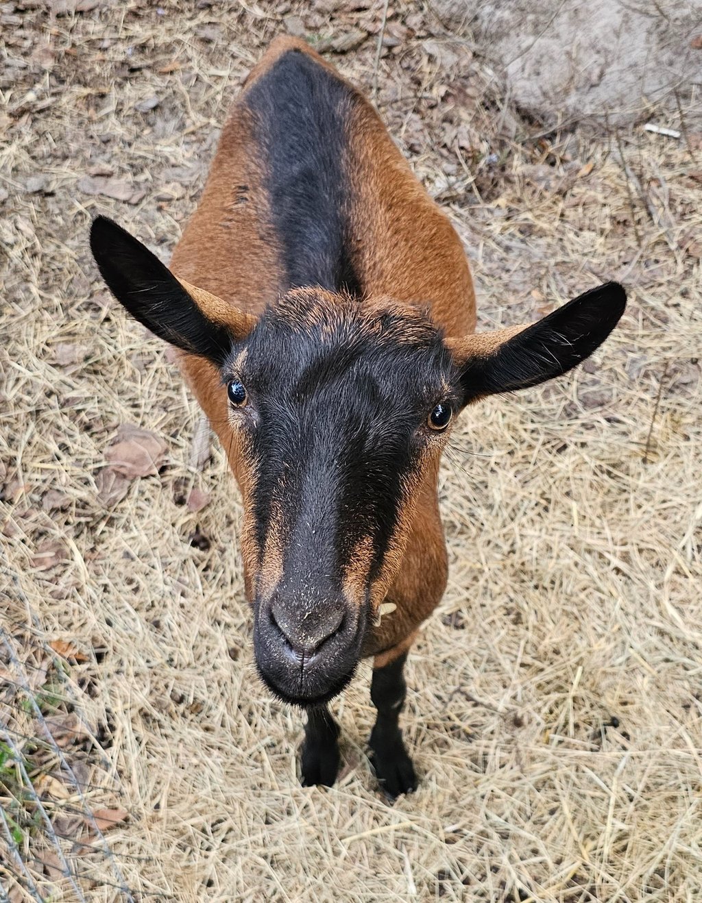 Oberhasli goat standing on the ground looking up at camera