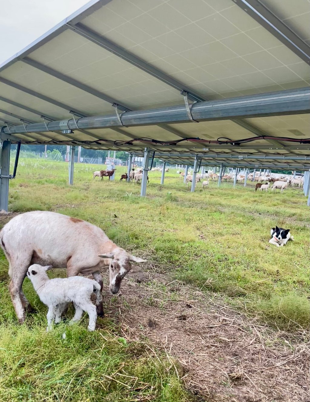Lamb and ewe underneath solar panels
