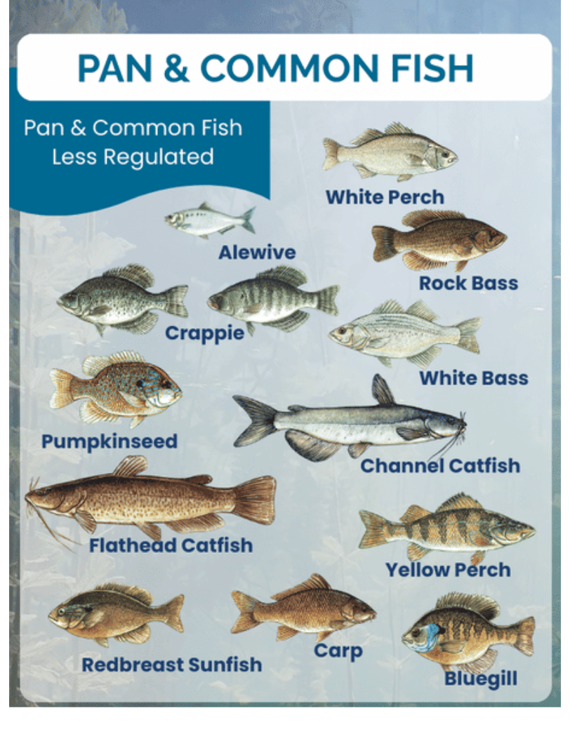 Identification chart of pan and common fish found in Lake Wallenpaupack