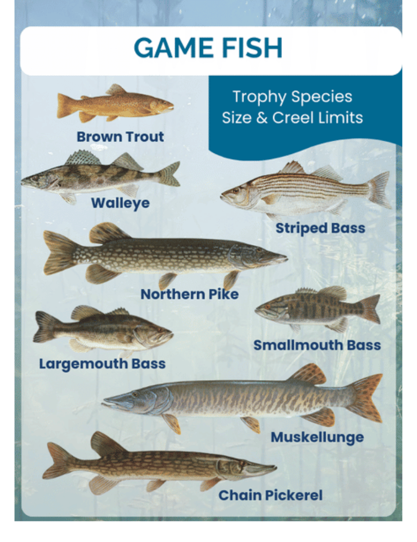 Illustrated guide to game fish species found in Lake Wallenpaupack