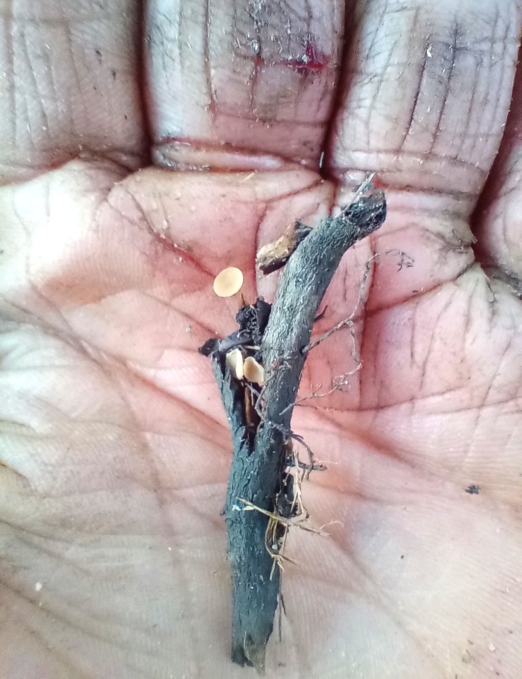 a twig with small white fungi sits in the palm of a hand