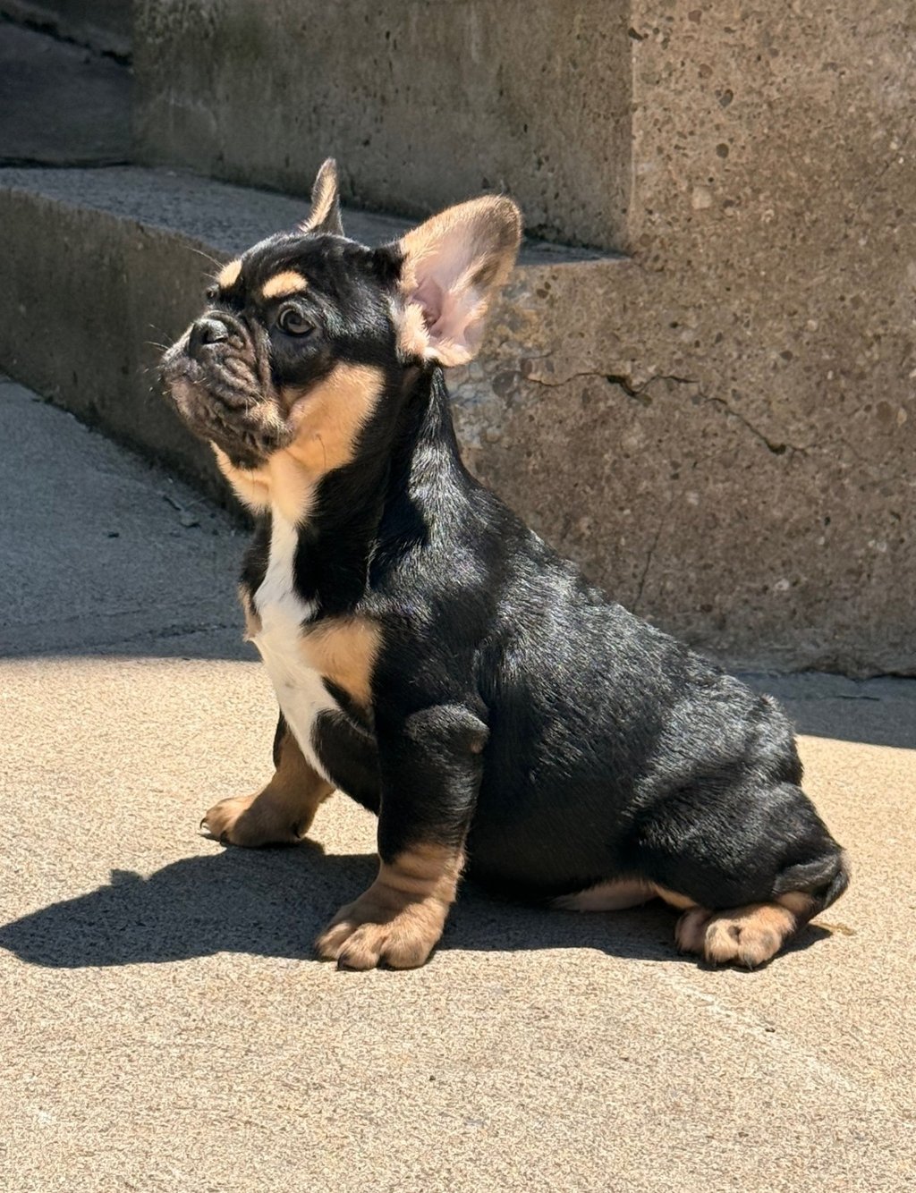 A black tri french female bulldog puppy