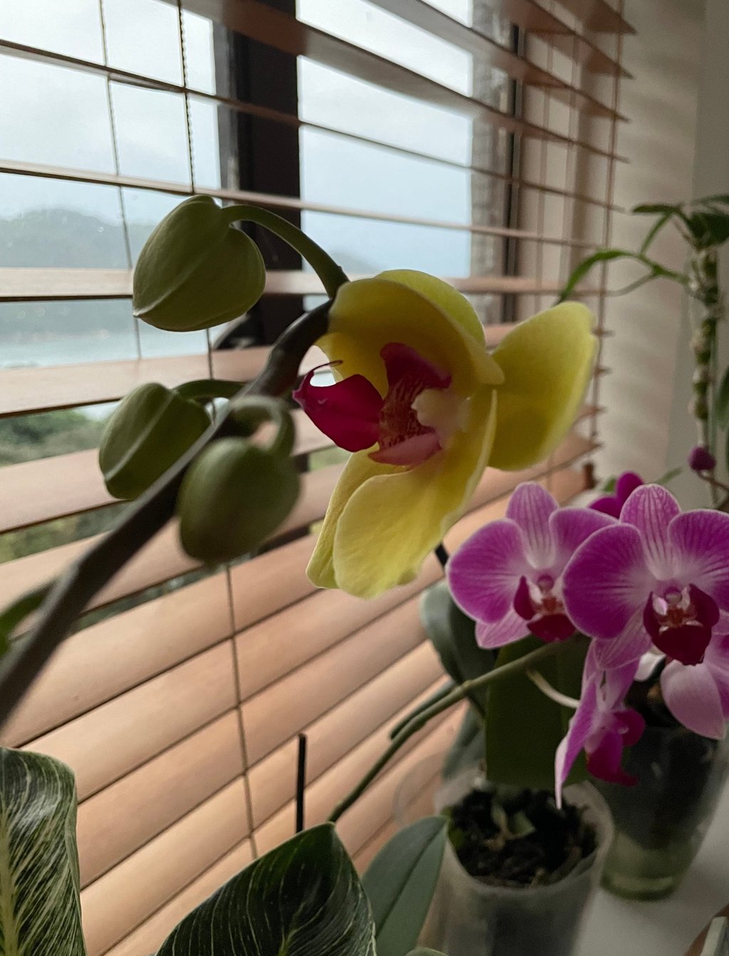 orchid in front of the window