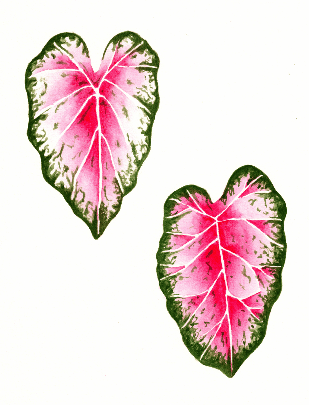 two heart shaped leaves with a pink core
