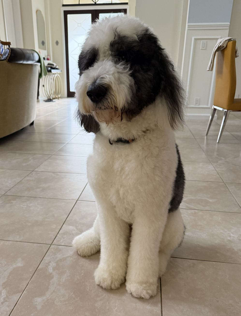 A fluffy black and white Sheepadoodle dog sitting on a tiled floor in a bright home interior.