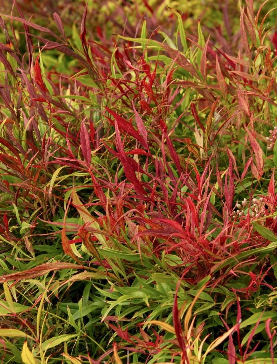 Nandina Sienna Sunrise with long and thin red leaves