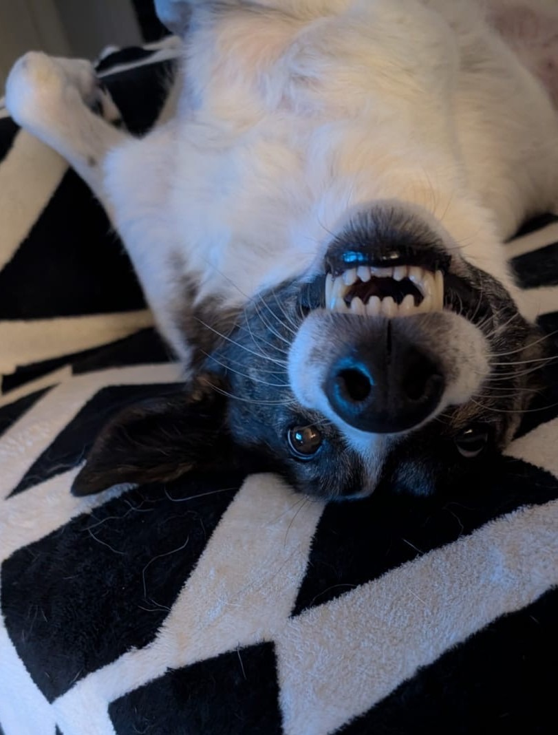 Hund liegt auf dem Rücken und grinst