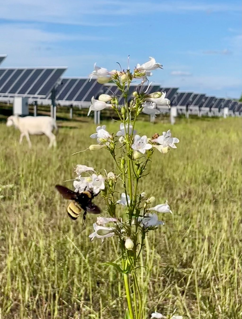 a bee landing on a flower inside a solar field with a sheep in the background