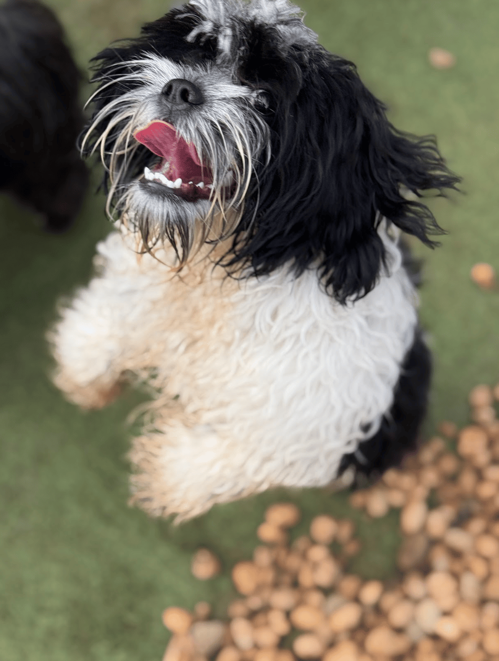 Adestramento de cães em Nova Mutum com foco em comportamento e obediência