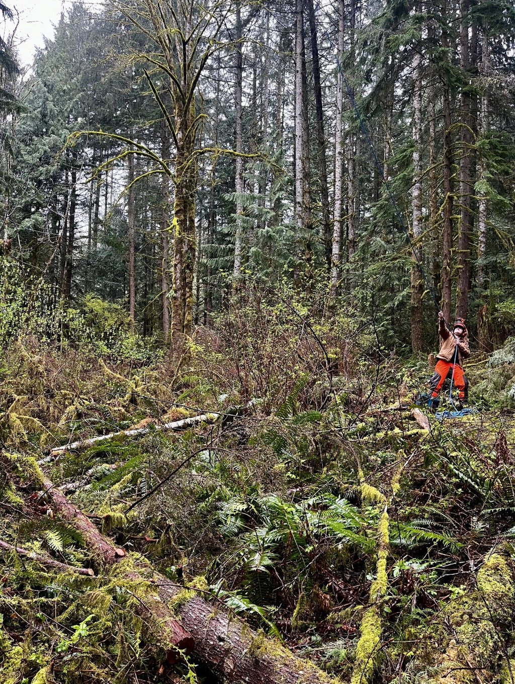 Tree rigging for tree removal in Snohomish