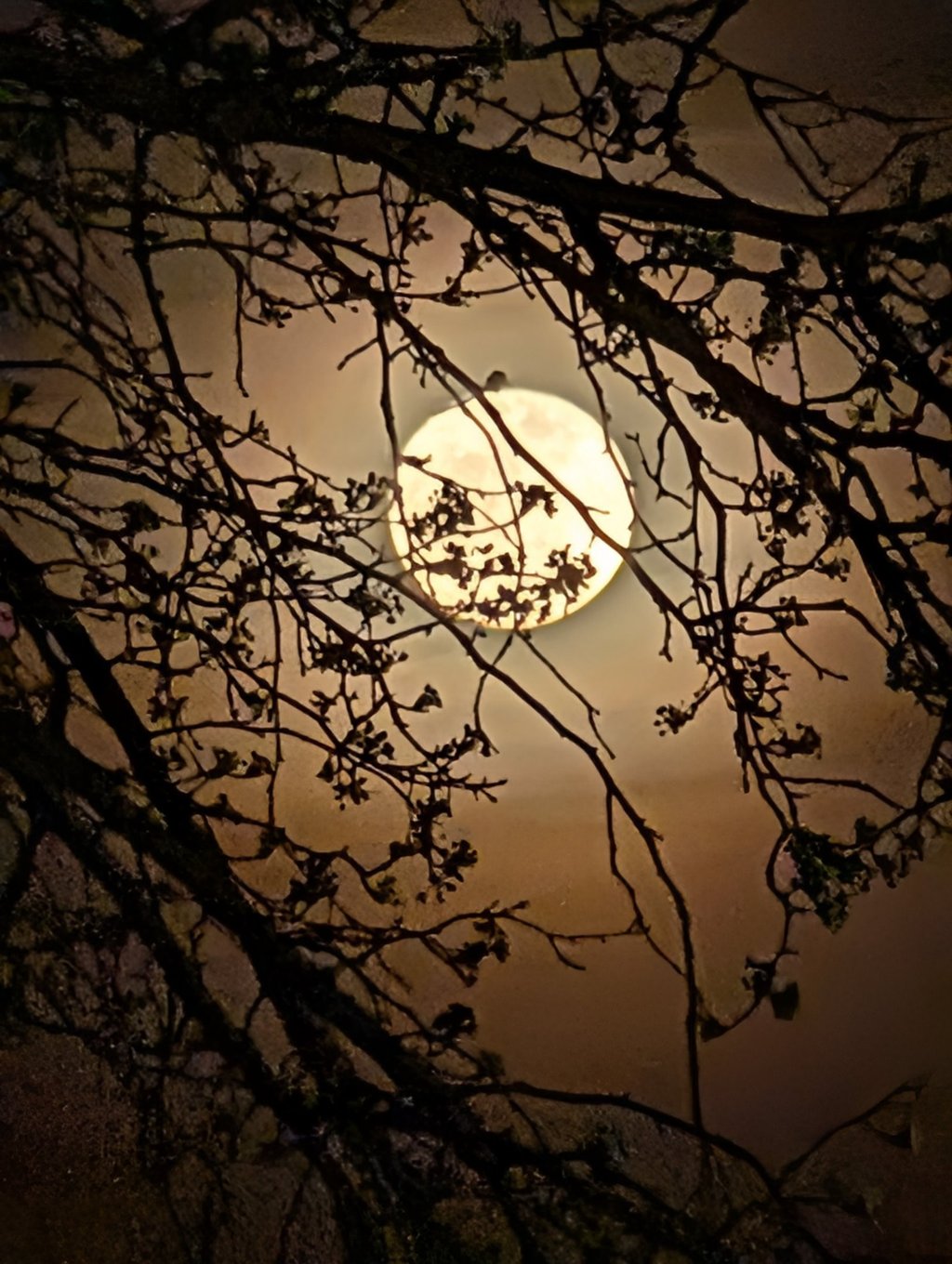 The moon through tree branches