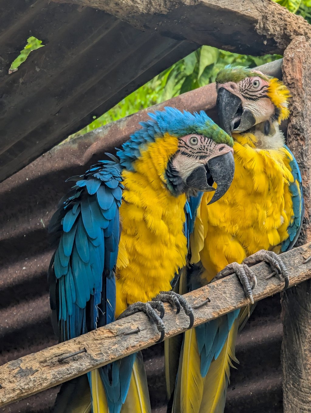 Guacamaya Bandera vista en un tour de Domek Tours 