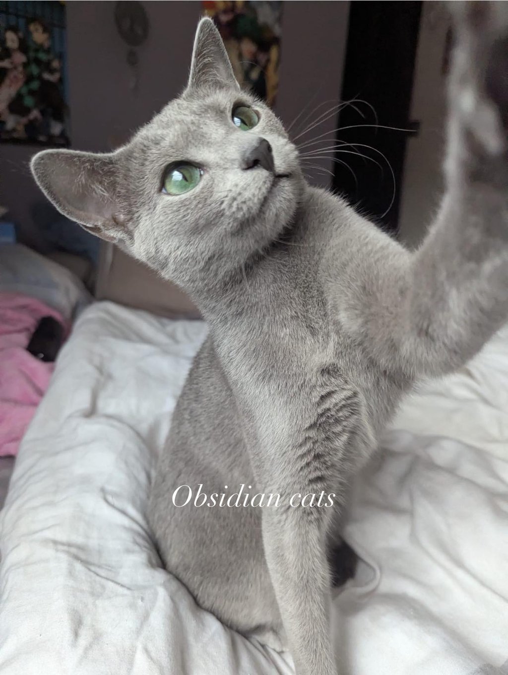 obsidian cats bleu russe