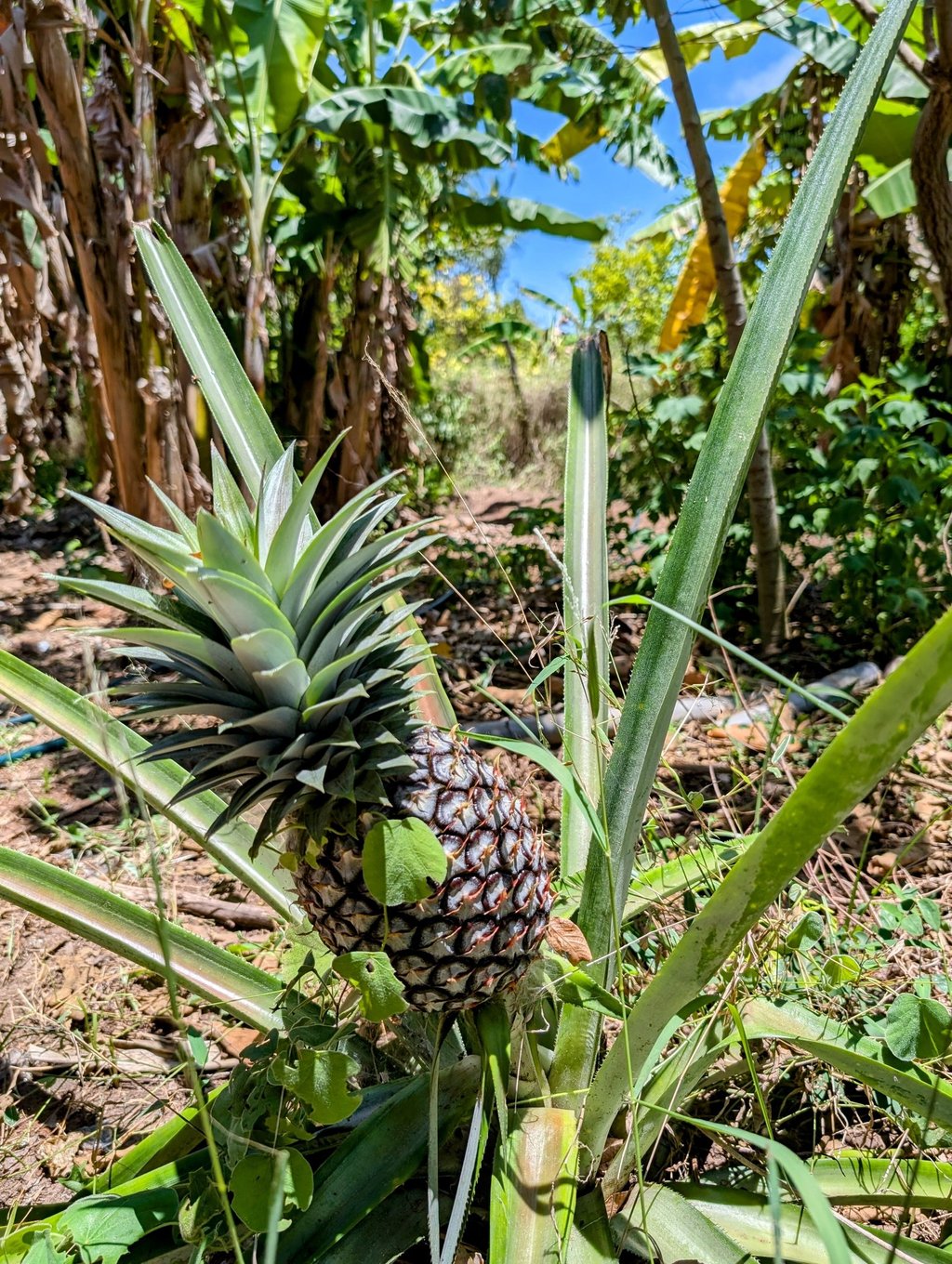 a pineappled on a tree in a tropical setting of the AAK farm