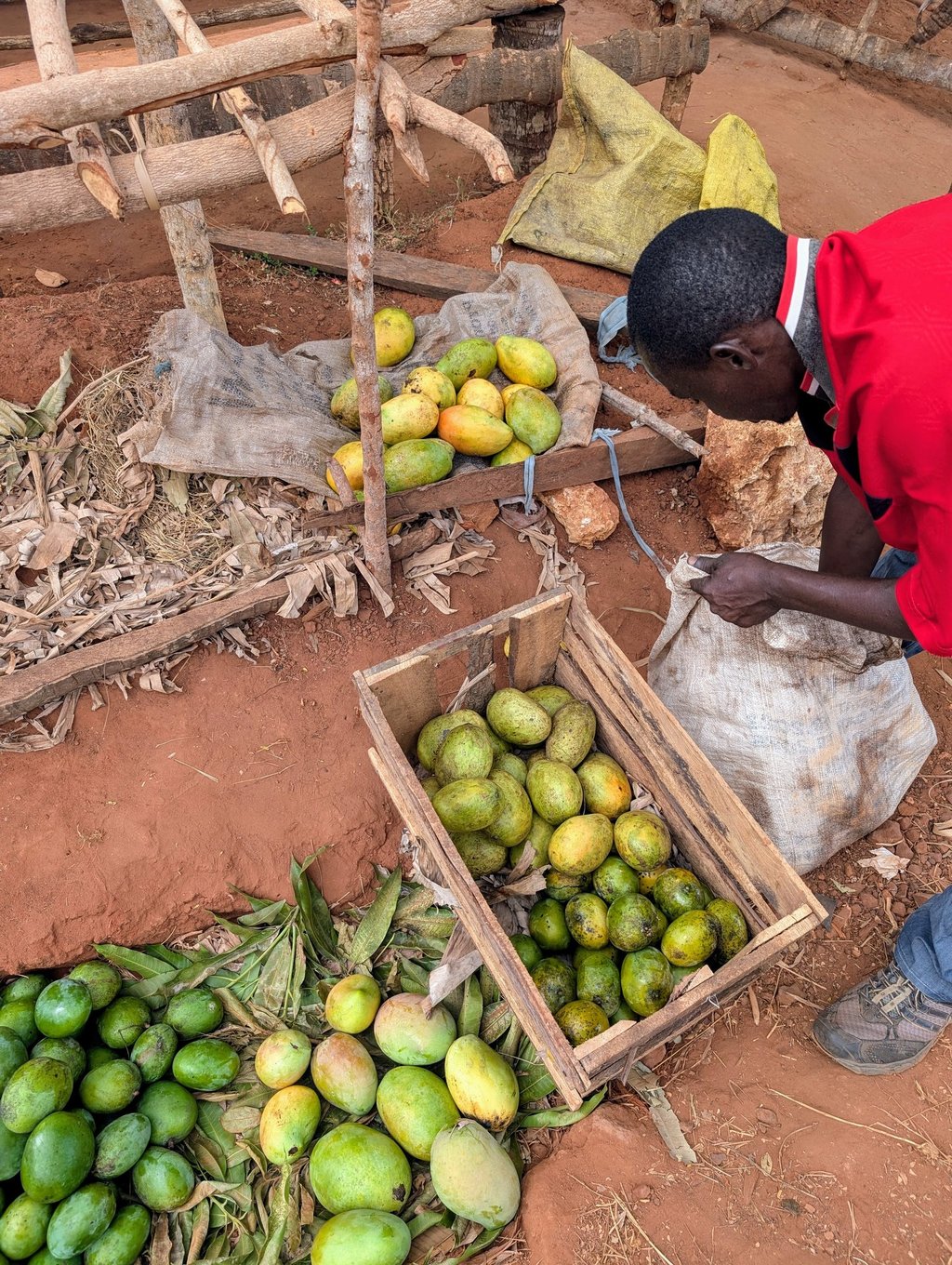 AAK farm staff is sorting fresh mangos