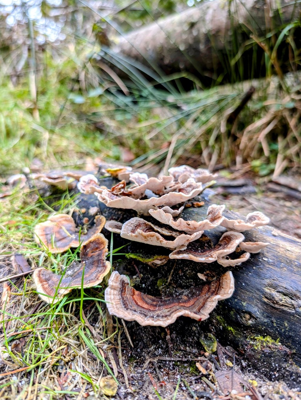 Wild turkey tail mushrooms growing on a decaying log in a forest setting.