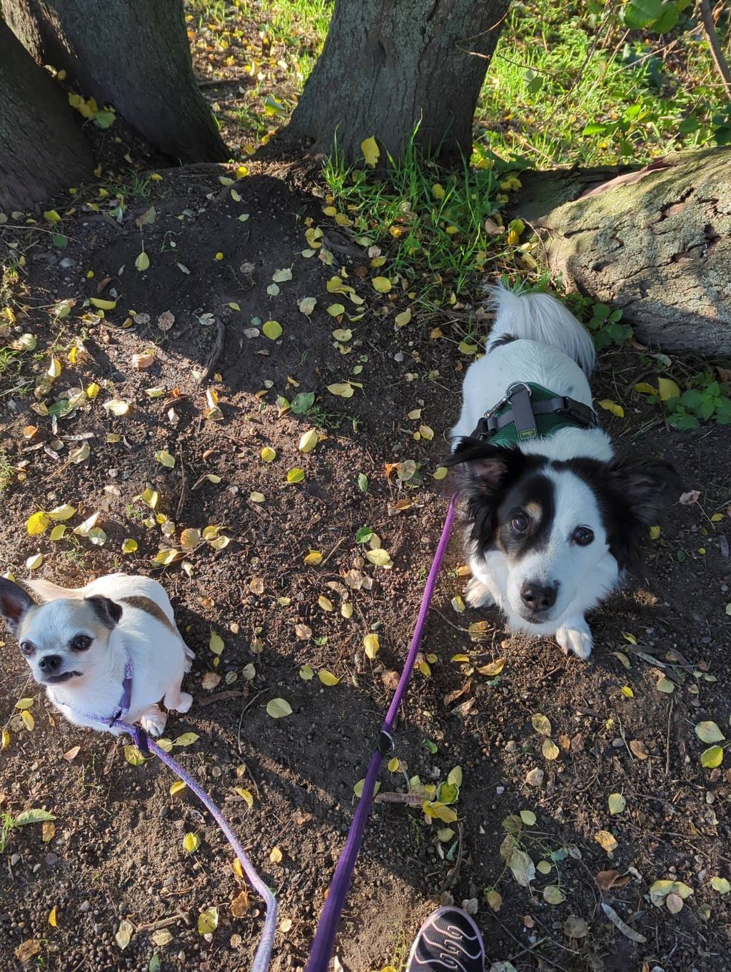 2 Hunde im Wald