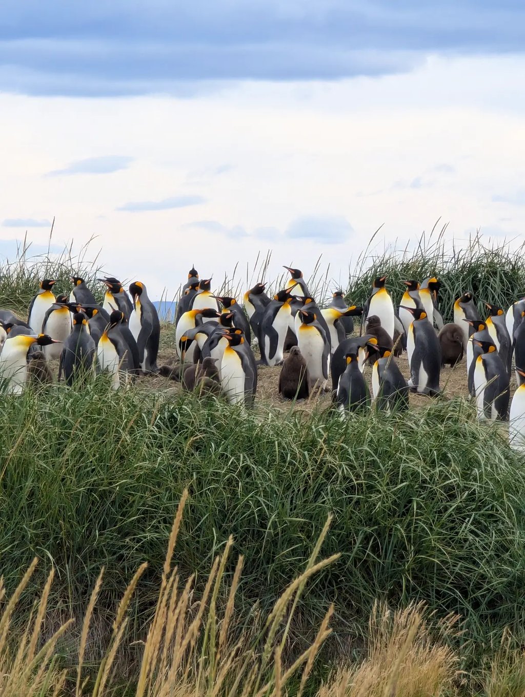 Экскурсия в заповедник Королевских пингвинов с русским гидом Роман Турвентур