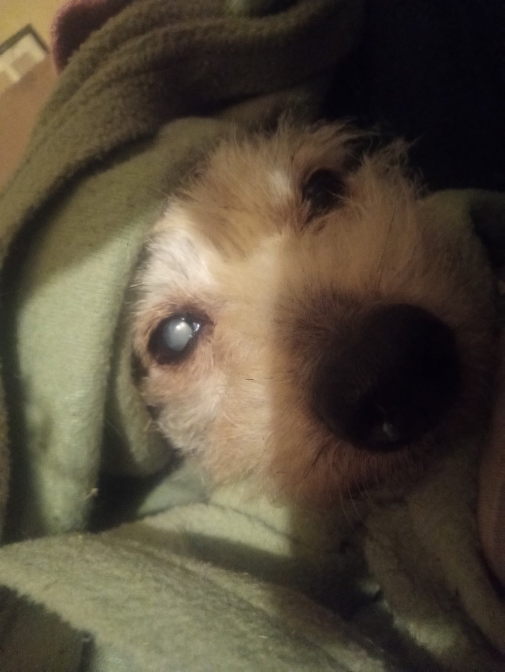A small dog looks up at the camera with big eyes, snuggled in a green blanket.