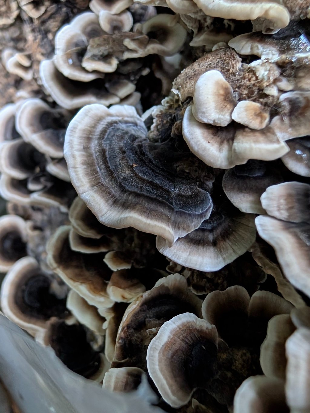 Close up of turkey tail mushrooms grown by Lloyd.