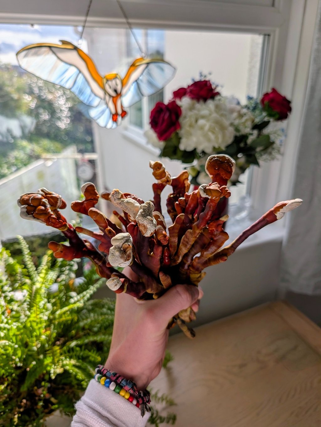 Lloyd holding a cluster of dried antler Reishi mushrooms near a window with sunlight.