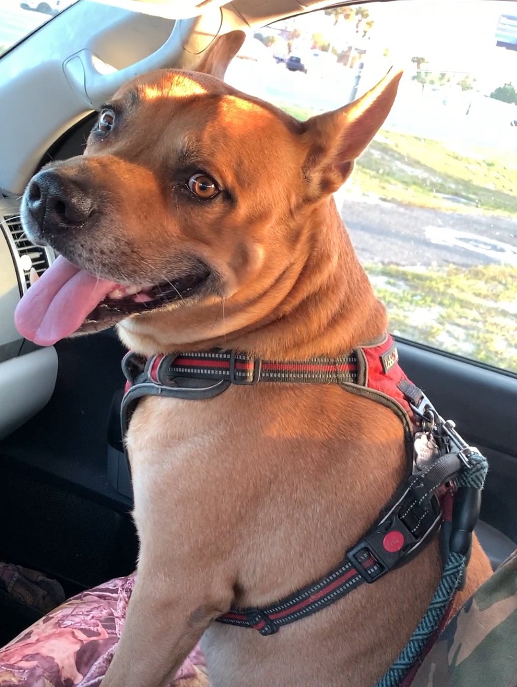 A brown pit bull mix wearing a red harnesssitting in the passenger seat of a car with tounge o trip.