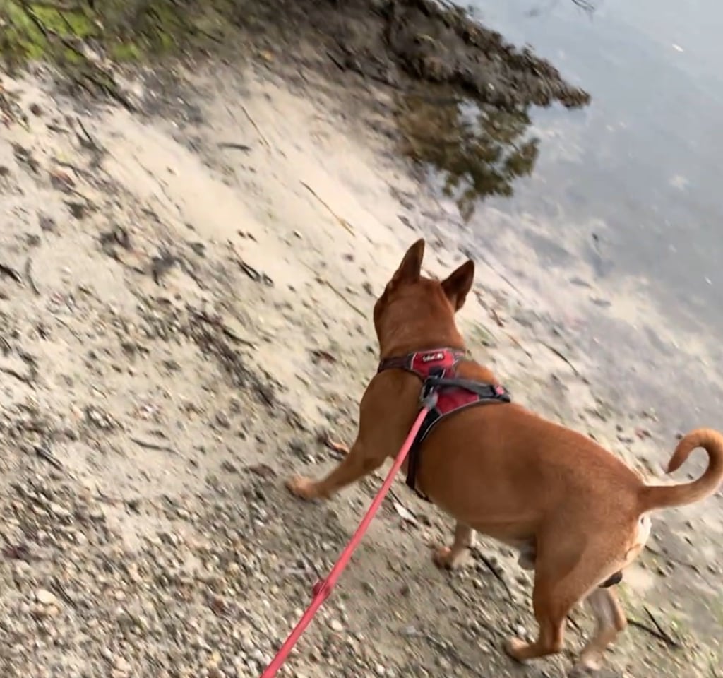 A brown dog wearing a red harness walks along a sandy shoreline on a leash.