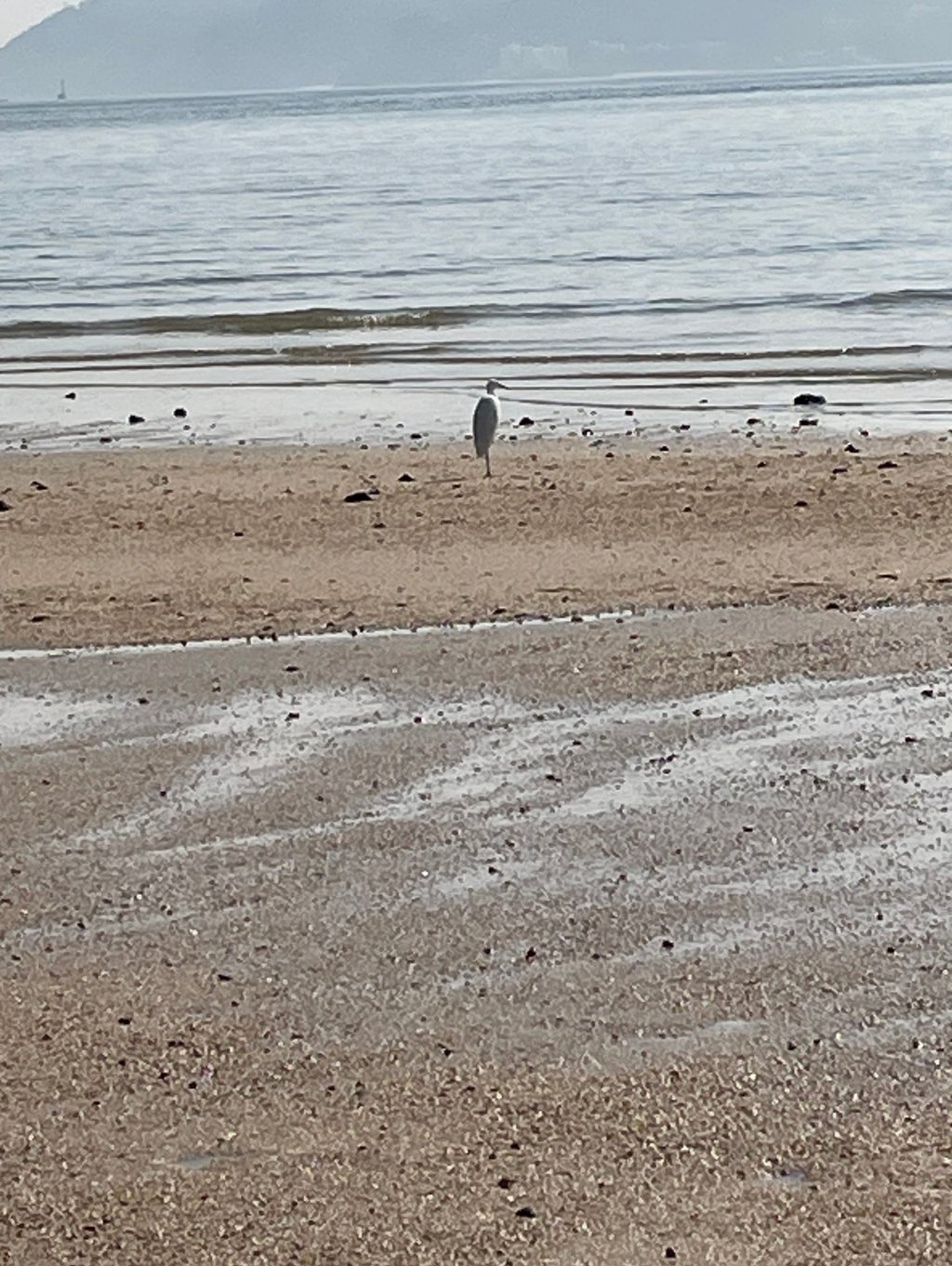 a bird standing on a beach with a mountain in the background