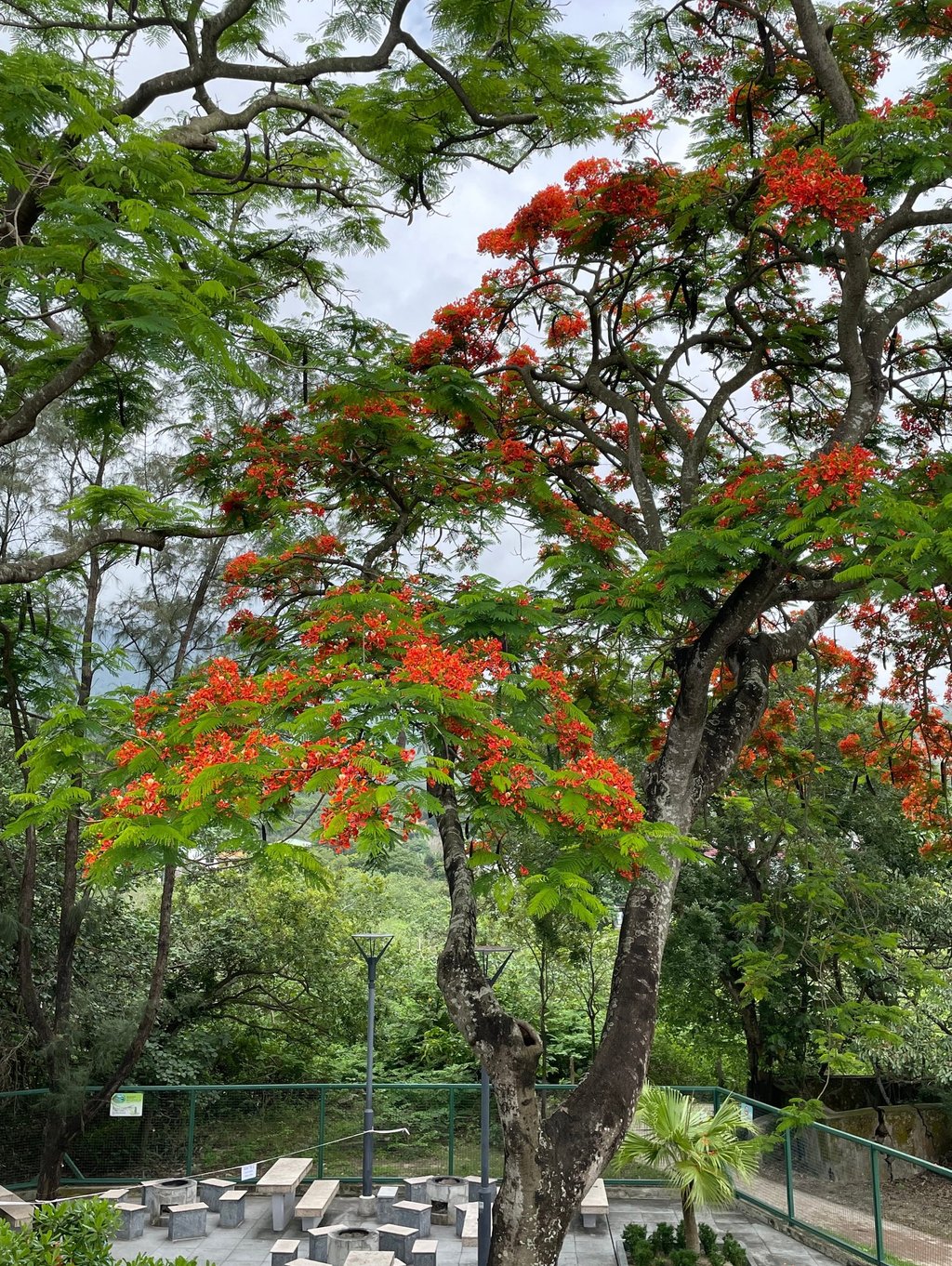 a tree with red flowers on a sunny day