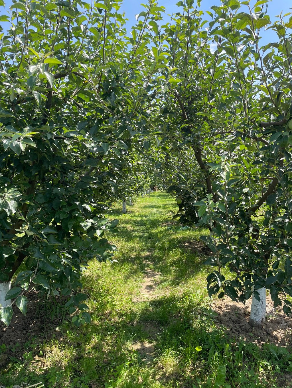 a row of trees with green leaves and a blue sky