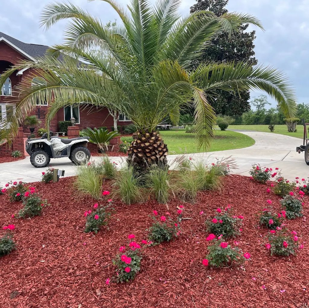 Palm tree with red mulch 