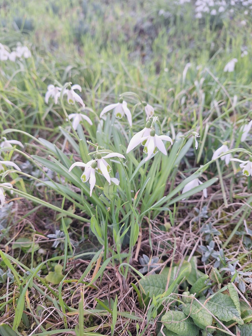 a winter garden plant with white-pink flowers