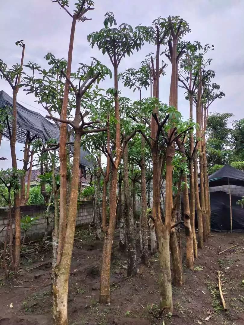 pohon pule siap dijual per pohon