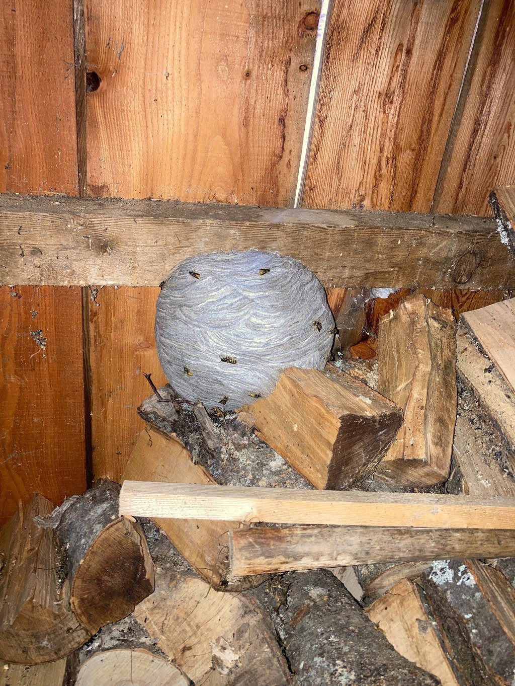 entreprise nids de guêpes Haute-Savoie, annemasse, ambilly, etrembieres, ville la grand, fillinges