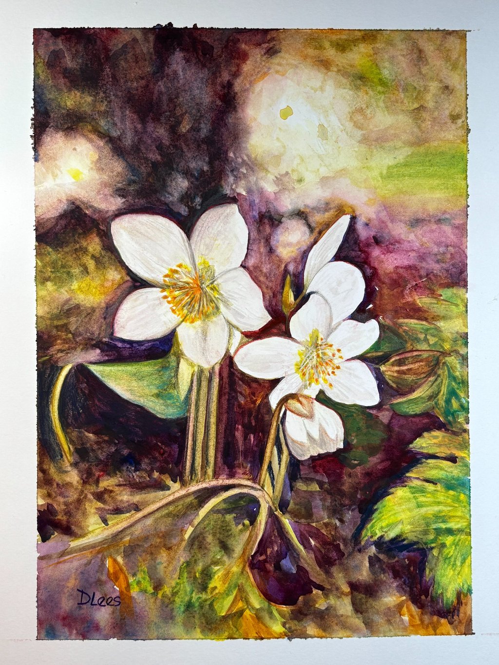 Watercolour of Helebore flowers