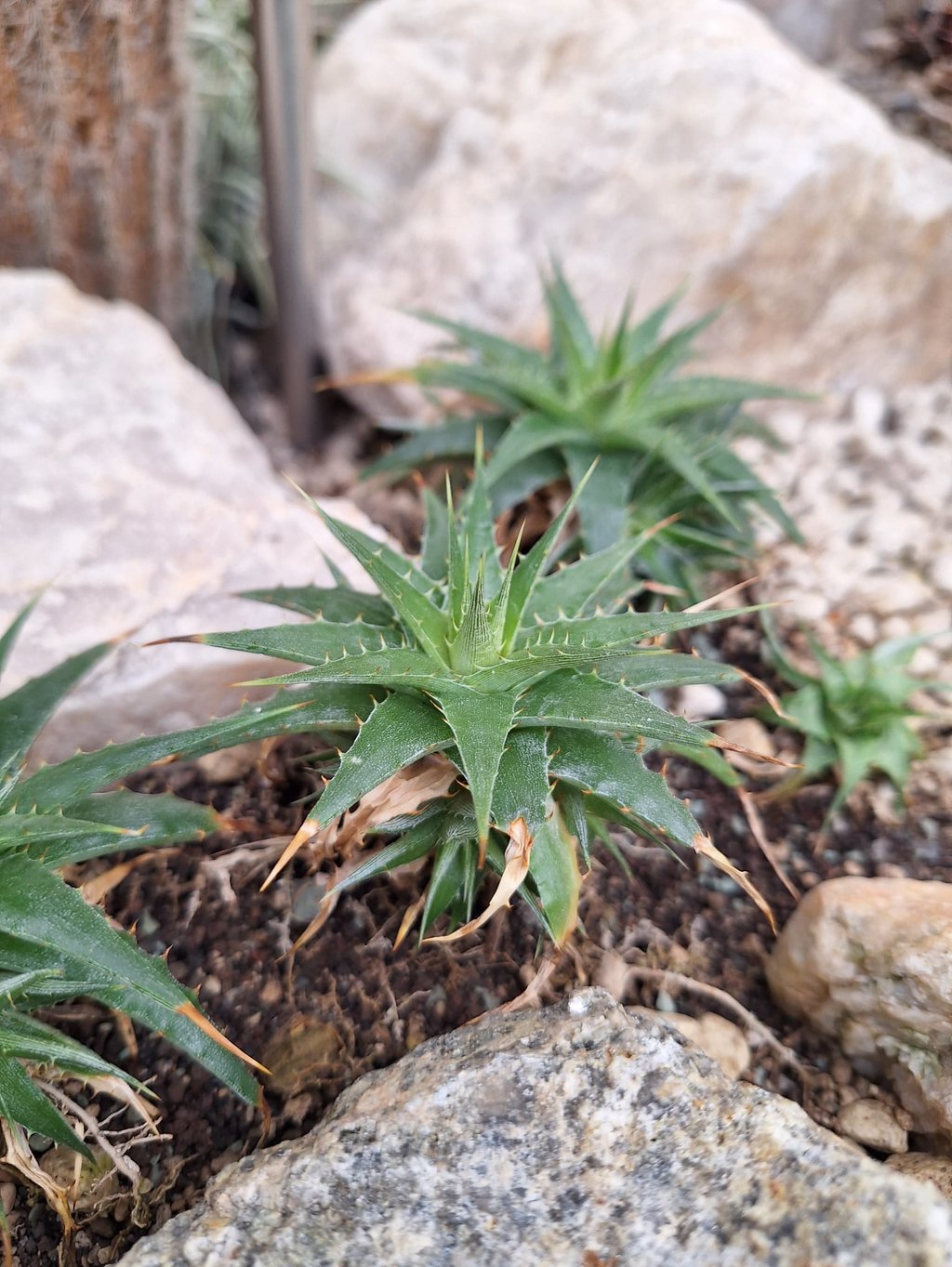 succulents growing in dry soil