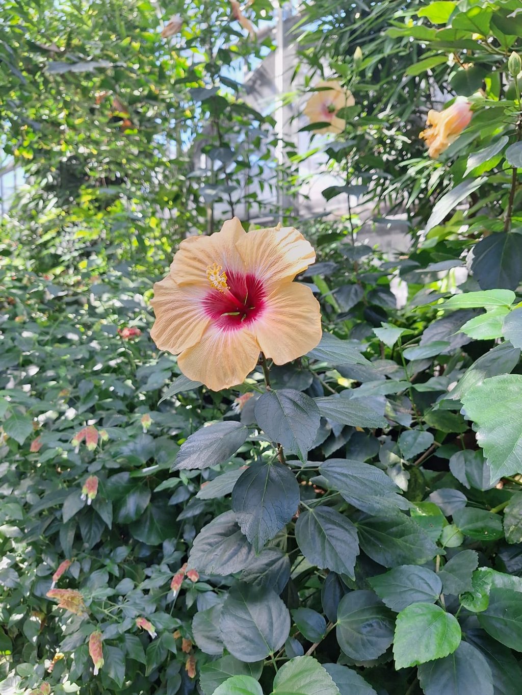 one tropical orange-yellow Hawaiian Hibscus