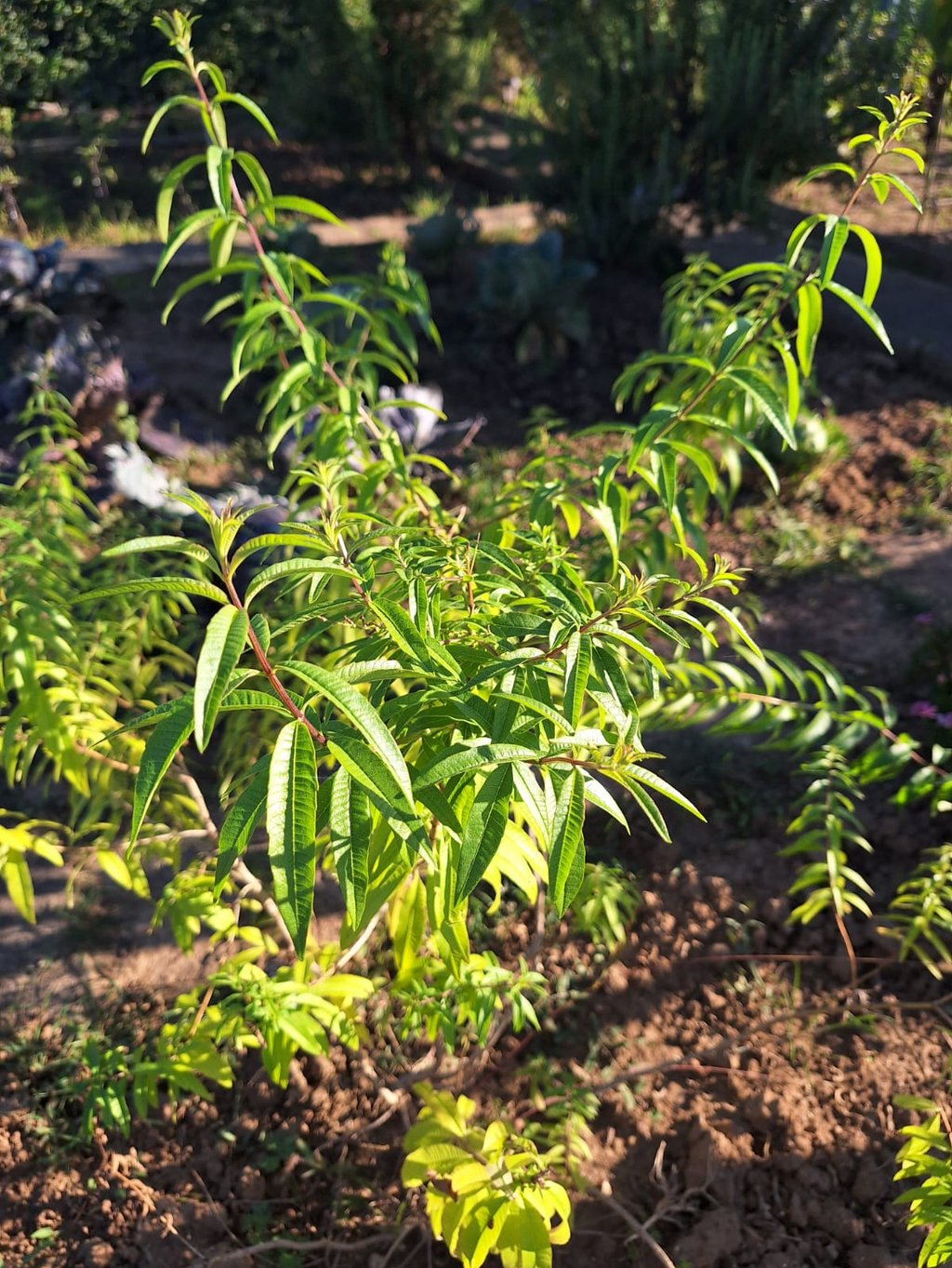 one big and green herbal bush