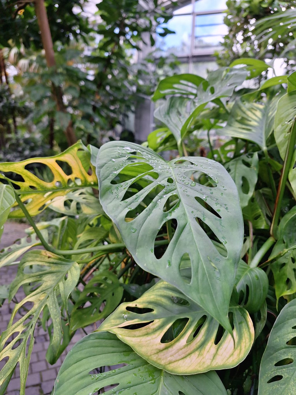 multiple vertical garden Swiss Chese Plant leaves