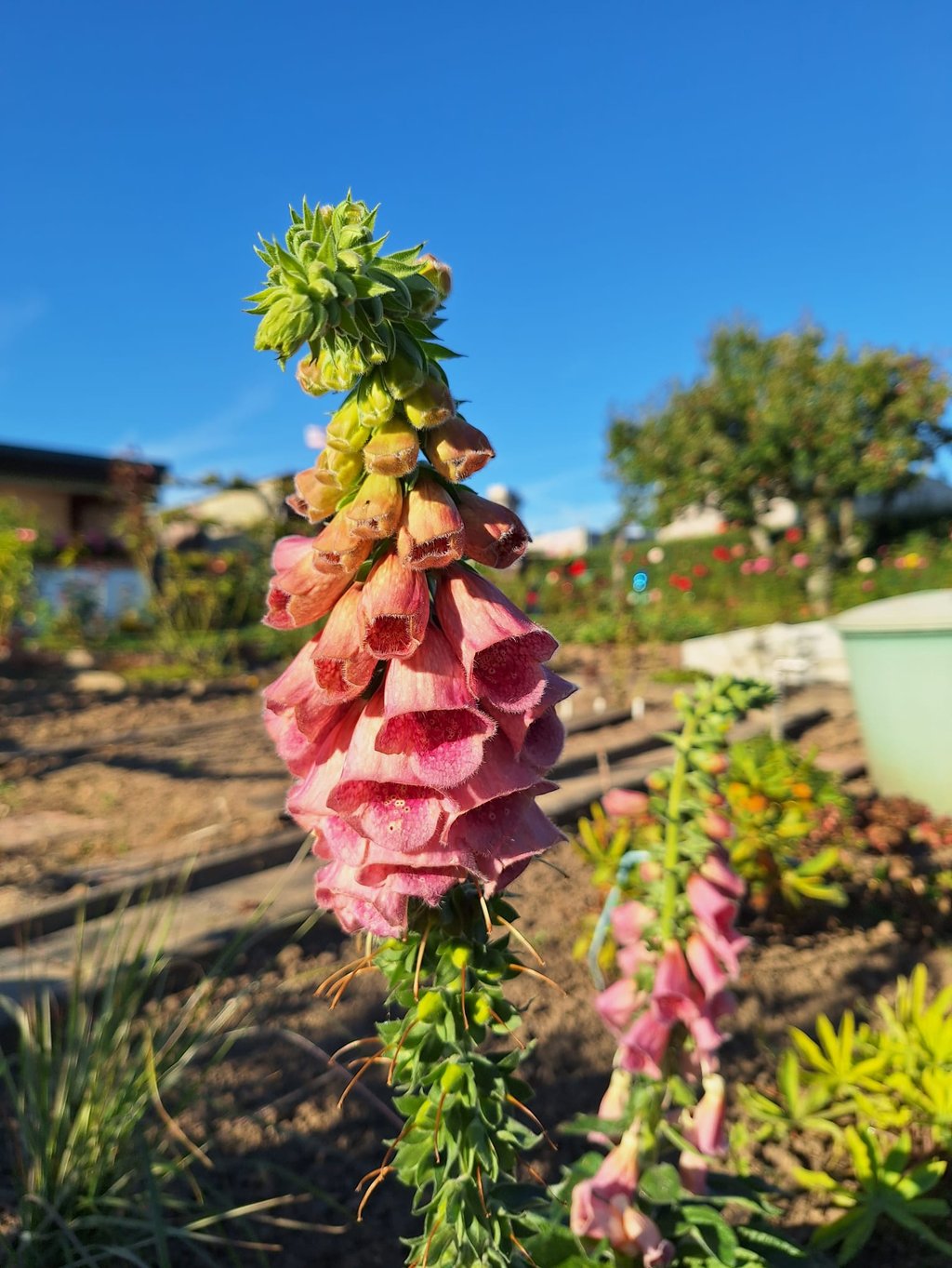 one colorful Foxglove shade plant with multiple pink flowers
