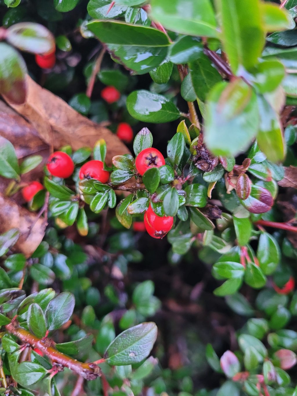 a deer resistant, thorny Cotoneaster bush with red berries