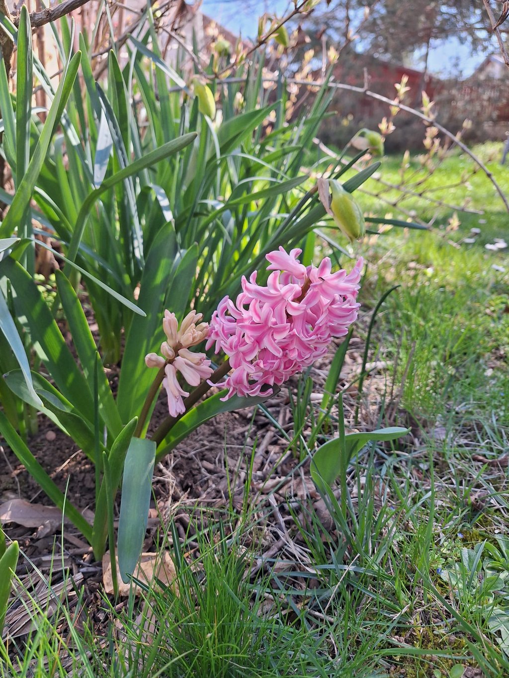 a pink flowering Hyaciths flower in a spring garden